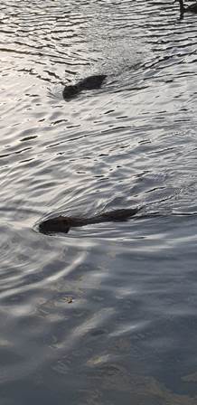 16266345-e6ee-432d-ae07-52531cb6ec38