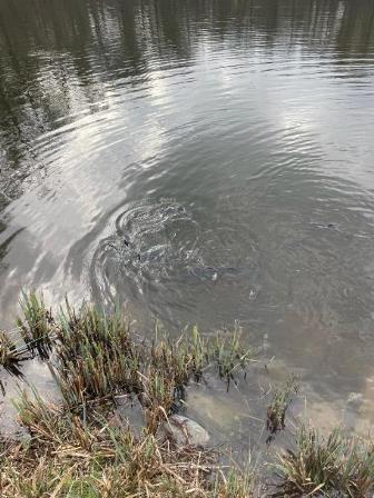 20240309_einsetzen_forellen_3