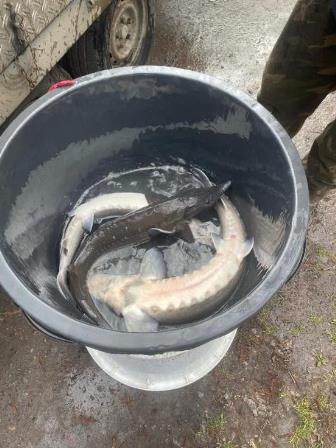 20240309_einsetzen_forellen_4