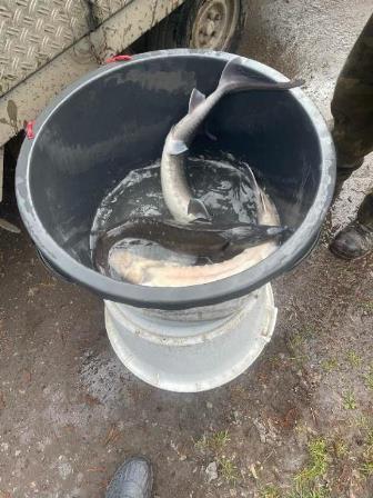 20240309_einsetzen_forellen_5