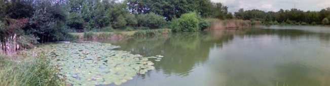 Bild1_Teich_Gewaesser_See_Angeln