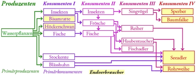 Nahrungsnetz_See_klein