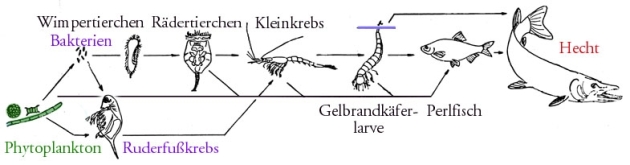Schema_Nahrungskette_See_klein