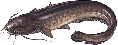 Waller, Neu-Isenburg