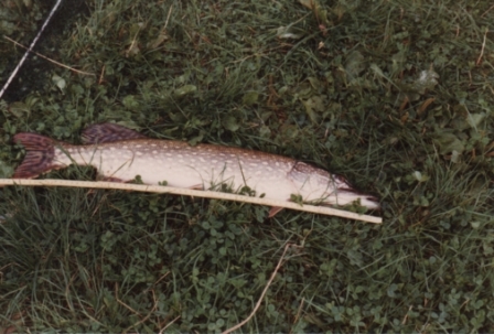 Wolfgang_Speckmann_No72